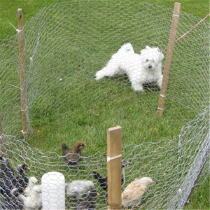 Gà Và Gia Cầm Hàng Rào - Product Image 3