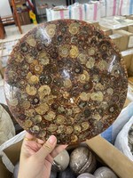 Tranche de pierre naturelle d'ammonite de Madagascar, découpée et imprimée, ornement Feng Shui, spécimen biologique DIY