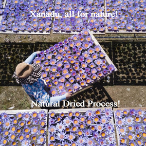 Flores de Loto Azul Secas Sueltas para Té Herbal Xanadu <span class=keywords><strong>Lucid</strong></span> <span class=keywords><strong>Dreaming</strong></span>, Venta al por Mayor, Suministro Directo de Jardín Propio, Cosecha Sostenible - Product Image 4