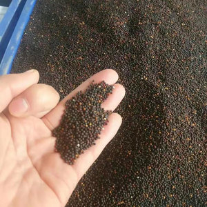 Origine des charmantes fleurs de gypsophile, idéales pour la décoration des jardins et des cours, ajoutez de l'élégance à votre jardin et à votre cour - Product Image 2