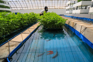 ระบบเพาะเลี้ยงสัตว์น้ำและพืชแบบผสมผสานของบริษัทเจียเป่ย  ถังระบบอะควาโปนิกส์ในโรงเรือนปลูกพืชไร้ดิน ระบบปลูกอะควาโปนิกส์ - Product Image 5