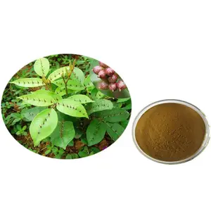 High Quality Wholesale Shinyleaf Pricklyash Root Extract Powder