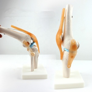 Modelo Anatómico de Articulación de Rodilla, Maniquí de PVC de Tamaño Real para Entrenamiento Escolar - Product Image 5