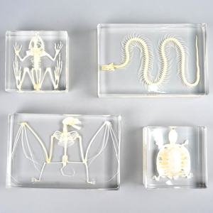 Таксидермическая летучая мышь, скелет, насекомое из смолы, сохраненный образец, развивающие игрушки для обучения, подарок на Хэллоуин - Product Image 1