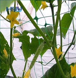 ตาข่ายหวายสำหรับพืชปีนป่าย เช่น <span class=keywords><strong>เม</strong></span><span class=keywords><strong>ล่อน</strong></span> ดอกไม้ ดอกไม้บานเช้า และพืชเลื้อยอื่นๆ - Product Image 2