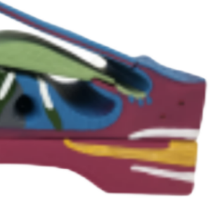 Modelos de enseñanza médica ADA Modelos de cólicos membranosos y en espiral de PVC Modelo de globo ocular magnificado para el aprendizaje de anatomía - Product Image 4