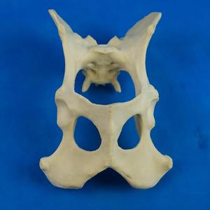 Modelo de <span class=keywords><strong>Pelvis</strong></span> y Articulación de Cadera Canina, Hueso Sintético para Simulación de Entrenamiento Quirúrgico Ortopédico Veterinario - Product Image 4