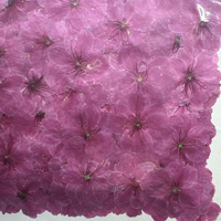 Fleurs séchées de haute qualité, petites fleurs de cerisier Sakura, fleurs de cerisier pressées réelles, carte cadeau, fleurs pressées, fleurs séchées réelles
