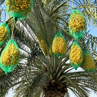 Direct van de fabriek: op maat bedrukte groene dadelpalmgaas zakken van PE-materiaal, voor verpakkingen van groenten en fruit uit het Midden-Oosten.