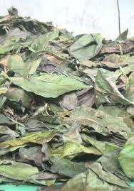 HOJAS DE FRUTA DE NONI SECAS: EXPORTACIÓN SUPERIOR CON ALTA CALIDAD Y BUEN PRECIO DEL PROVEEDOR DE VIETNAM - Product Image 3