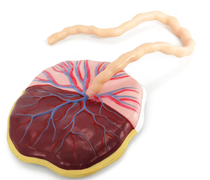 แบบจำลองรกและสายสะดือคุณภาพสูงขนาดเท่าของจริง แสดงรูปแบบรก สายสะดือ ฯลฯ พร้อมสายสะดือสำหรับการพยาบาล - Product Image 3