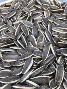 Best Price High Quality Raw Sunflower Seeds Big Size 361