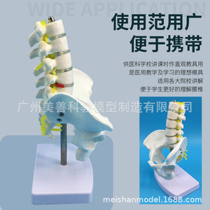 Auténtico soporte pélvico en miniatura con cinco vértebras lumbares, modelo de columna vertebral, modelo ortopédico, esqueleto humano. - Product Image 2