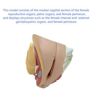 Vrouwelijk Genitaal-En Bekkenanatomiemodel-4-delige Mediane Sagittale Sectie Voor Medisch Onderwijs - Product Image 4