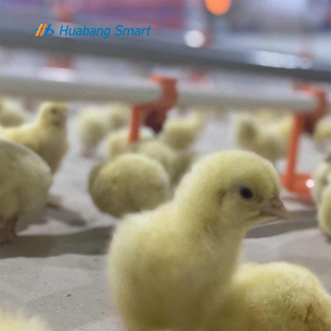 Sistema de linha alimentação totalmente automático Pan Feeder Bico <span class=keywords><strong>Drinker</strong></span> Poultry Farming Equipment for Broiler Chicken Products - Product Image 4