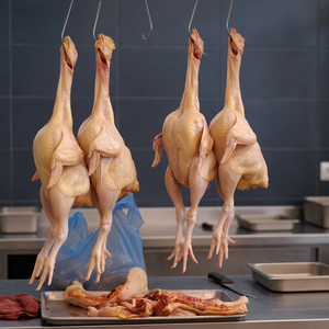 Pollo Entero Congelado IQF, Grado A, Nutritivo, en Cajas (10-20 Kg), Suministro a Granel para Distribución de Alimentos, Origen Sudáfrica - Product Image 4