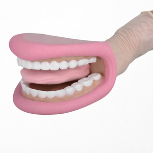Modèle dentaire standard en gros TL-YL035 TIANLIAN – Modèle anatomique en résine pour l'enseignement, la beauté dentaire et les prothèses orales - Product Image 1
