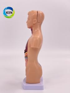 IN-M5 Medische Wetenschap Plastic Dubbele Seks Anatomie 85Cm Hoogte 32 Delen Anatomisch Medisch Mannelijk Menselijk Torso Model - Product Image 3