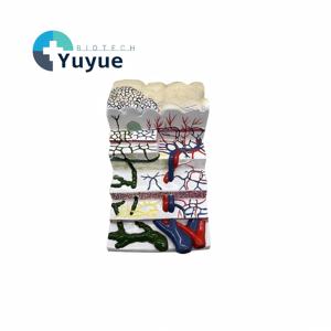 İnsan Mide Duvar Katmanı Anatomisi Modeli - Tıbbi Eğitim için Mide Doku Yapısı Öğretim Modeli - Product Image 1