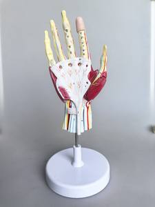 แบบจำลองกายวิภาคศาสตร์<span class=keywords><strong>กล้าม</strong></span><span class=keywords><strong>เนื้อ</strong></span>และหลอดเลือด<span class=keywords><strong>มือ</strong></span> 7 ส่วน ขนาดเท่าของจริง พร้อมโครงสร้างที่มีสีระบุสำหรับการสอนทางการแพทย์ ได้รับการรับรองมาตรฐาน CE - Product Image 4