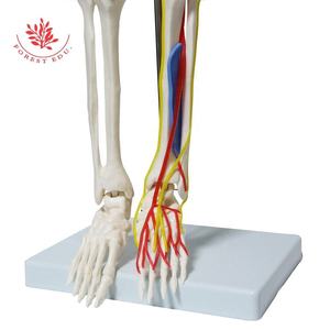 Esqueleto modelo 85cm FRT013 PVC clásico médico vaso sanguíneo y nervio en el cuerpo un esqueleto médico Vertical modelo de cuerpo humano - Product Image 6
