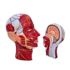 Modèle de tête humaine en section sagittale en PVC SCIEDU AASC002 avec cerveau et nerfs vasculaires pour l'enseignement médical - Product Image 2