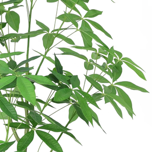 Venta caliente Planta artificial dinero árbol Zamioculcas zamiifolia Pachira <span class=keywords><strong>aquatica</strong></span> para decoración interior al aire libre - Product Image 4