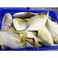 Poisson entier congelé : Pomfret doré, Pompano doré, Butterfish. Prix au poids 10kg 500-600