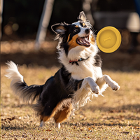 Disque volant interactif léger pour chien, jouet flottant pour l'eau, en caoutchouc souple aux couleurs vives