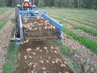 Mini-récolteuse de pommes de terre à 3 points et à une rangée pour la vente en gros – Équipement agricole miniaturisé pour une récolte efficace des cultures