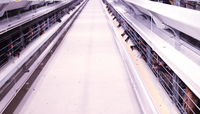 Cage à poulets automatique en acier de type H, cage à poulets à plusieurs étages, équipement d'élevage pour la collecte des œufs, l'alimentation et l'abreuvement, 3 à 6 étages