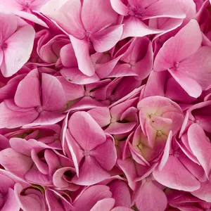 Flores de Hortensia de corte fresco con estilo al por mayor ramo blanco escenario de boda telón de fondo decoración granjas suministro directo