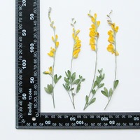 MNR2118 warna kuning asli kering dengan batang bunga Tekan untuk DIY bunga foto karya seni hadiah