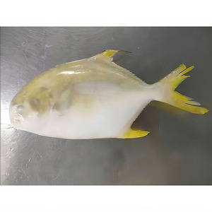 Pesce Rotondo Congelato, Pompano Dorato, Pomfret, Frutti di Mare Cinesi, Pompano Dorato 400-500, Pomfret Dorato - Product Image 5