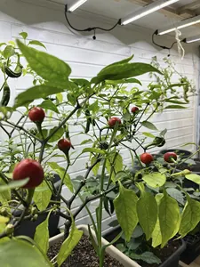 T5 <span class=keywords><strong>LED</strong></span> <span class=keywords><strong>Tube</strong></span> 4FT Lights la propagazione verticale della pianta coltiva la luce a <span class=keywords><strong>LED</strong></span> per la coltivazione Indoor idroponica coltiva la luce - Product Image 3