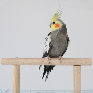 Supporto in legno per <span class=keywords><strong>gabbia</strong></span> per pappagalli con piattaforma di appoggio, set di giocattoli e altalena - Product Image 5