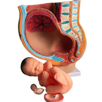 Pelvis anatomique féminin enceinte avec grossesse 9 mois bébé foetus modèle grandeur nature avec organes amovibles