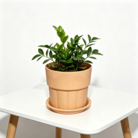 Pot de fleurs et de bonsaï en résine plastique, style nordique minimaliste, durable, écologique, moulé par injection, petit format pour la maison