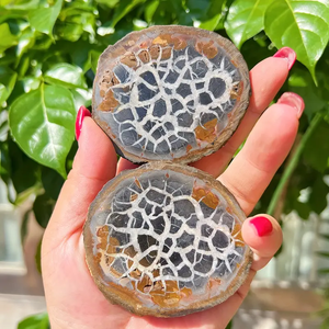 Wholesale Natural Rock Septarium Slice Loose Raw Tortoiseshell Pattern Moroccan Fossil Unique <b>Crystal</b> <b>Crafts</b> Hot Sale - Product Image 4
