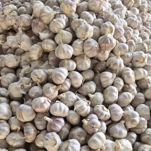 Suministro al por mayor de semillas de <span class=keywords><strong>ajo</strong></span> fresco de China, incluyendo <span class=keywords><strong>ajo</strong></span> rojo, <span class=keywords><strong>morado</strong></span>, normal y blanco, de 5.5 cm, de Shandong, listo para comer, almacenado en frío. - Product Image 5