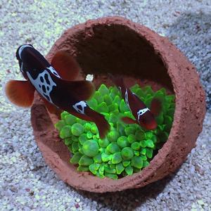 A.S. Vente chaude 100CM Céramique <span class=keywords><strong>Fish</strong></span> Tank Aquarium Reef Scaping Bio-Active Rocks pour Vivre Rapide Ouvert 5 Jours Fonction Nouveau Bureau - Product Image 4