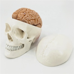 Modelo de Cráneo Humano, Modelo Anatómico Neurocraneal, Modelo de Cráneo con Suturas - Product Image 1