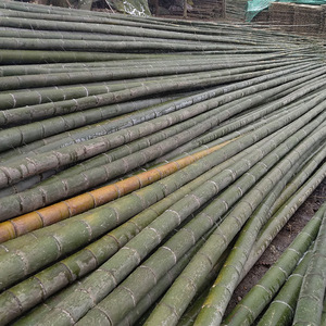 Caña <span class=keywords><strong>de</strong></span> <span class=keywords><strong>bambú</strong></span> negra natural para construcción, accesorio decorativo <span class=keywords><strong>de</strong></span> gran secado, moso - Product Image 5