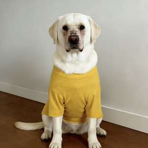 Camiseta sin mangas <span class=keywords><strong>para</strong></span> perro de color liso personalizada al por mayor, ligera, transpirable, protección solar de verano, <span class=keywords><strong>para</strong></span> todas las estaciones, 200 MOQ - Product Image 4