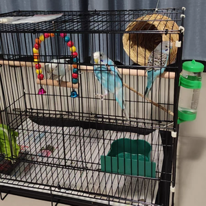 Hafif PP Plastik ve Demir Kuş Kafesi (Muhabbet Kuşları/Sevgili Kuşları için) - Toptan Satış, Dahili Salıncak ve Sızdırmaz Yemlik, 3 Ay Garanti - Product Image 3