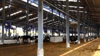 Naves para Ganado, Diseño de Edificios Industriales de Acero, Estructura de Acero, Establos Metálicos