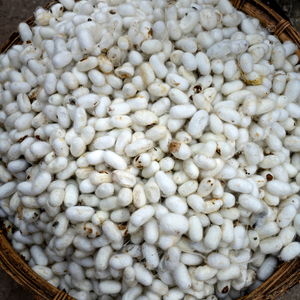 ไหมแท้ Hank 20/22D ไม่ย้อมสี ใช้สำหรับเย็บผ้าและไสหมอนโรงแรม ผ้าห่มคุณภาพสูง รับผลิตแบบ OEM ODM - Product Image 6