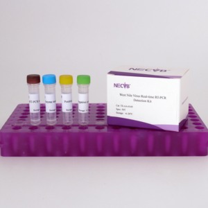 Độ nhạy cao huỳnh quang RT-PCR Kit cho Tây <span class=keywords><strong>Nile</strong></span> sốt virus phát hiện - Product Image 3