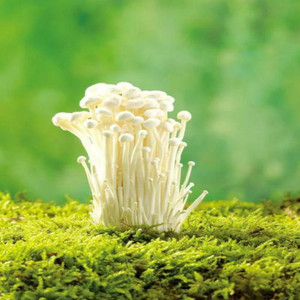 Extrait de <span class=keywords><strong>champignon</strong></span> Enoki de haute qualité, polysaccharide naturel, qualité alimentaire, testé HPLC/UV, partie fruitée utilisée, certifié Halal, en poudre - Product Image 5