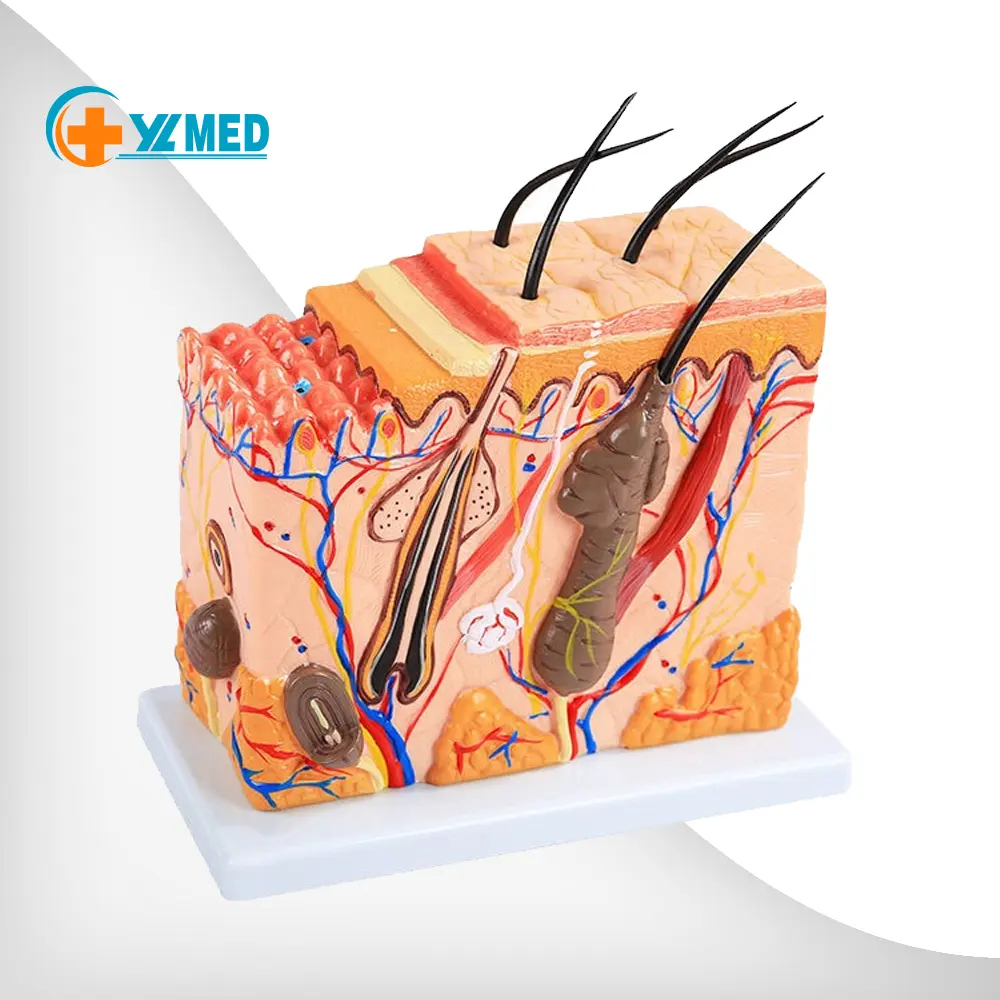 Espécimen de piel de aumento 50x, estructura de tejido humano, modelo anatomico, modelo de piel estereoscópica médica